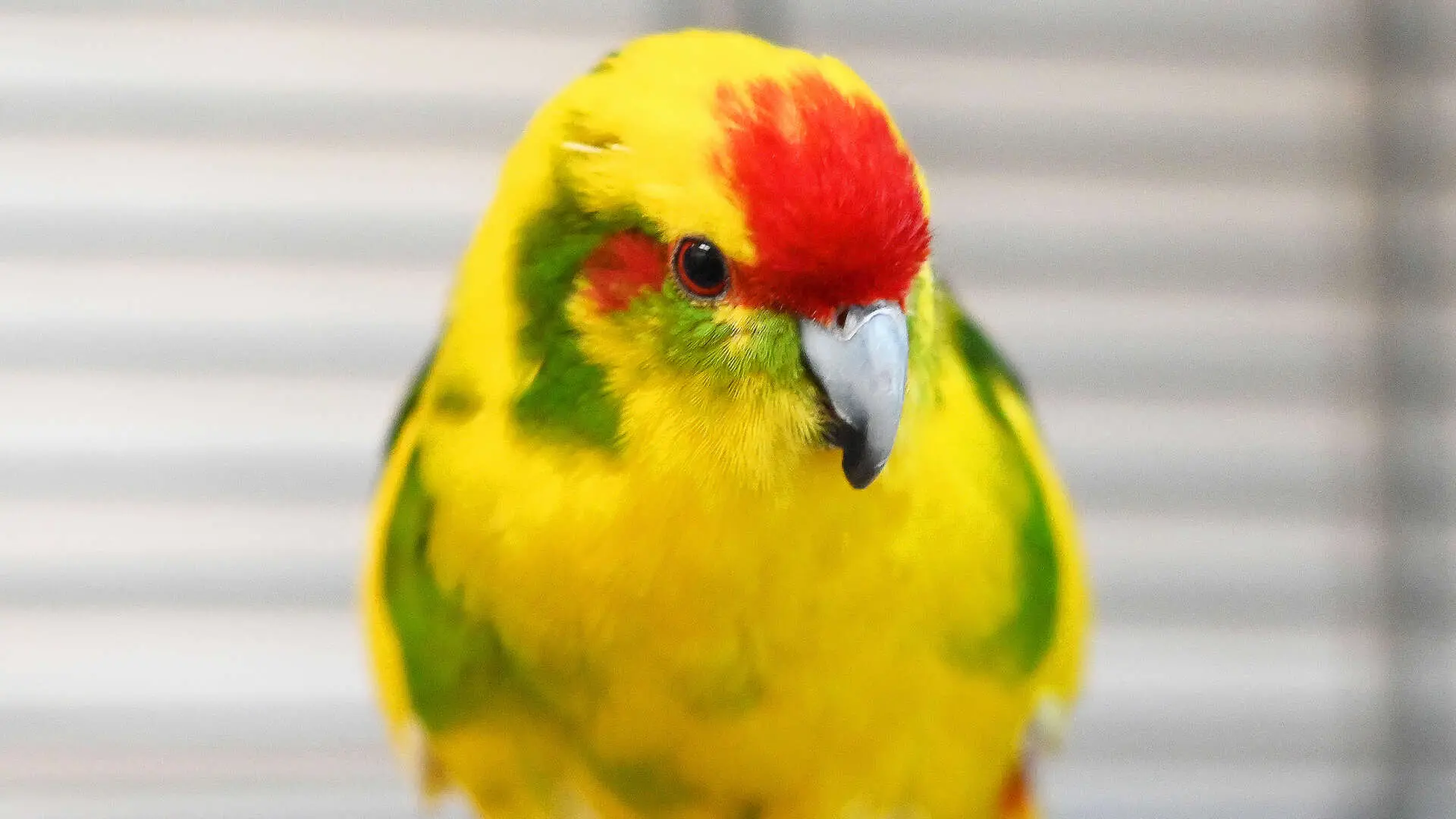 Nova