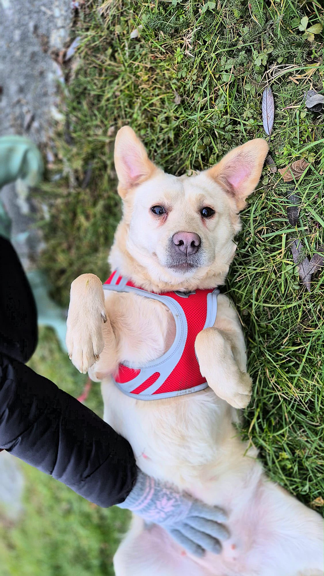 Alina – Labrador Mischling, weiblich, 3 Jahre, Nordic Strays e.V. – zur Adoption