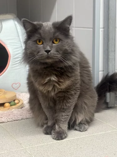 Branko