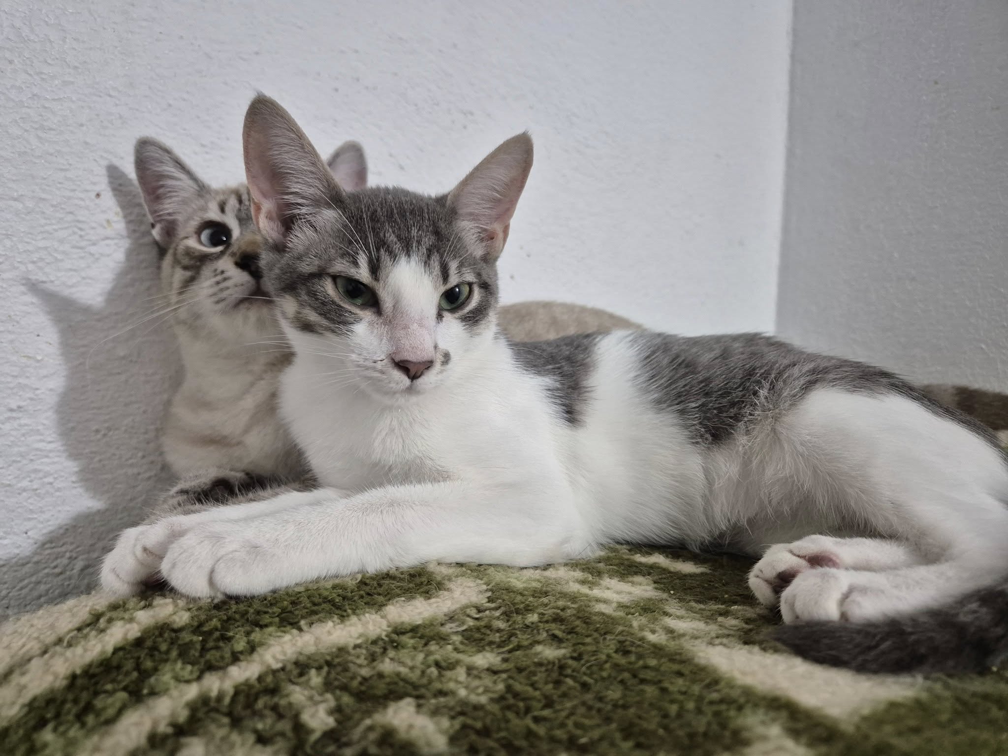 Ophelia - Patenlos – EKH, männlich, 50823 Köln – zur Adoption