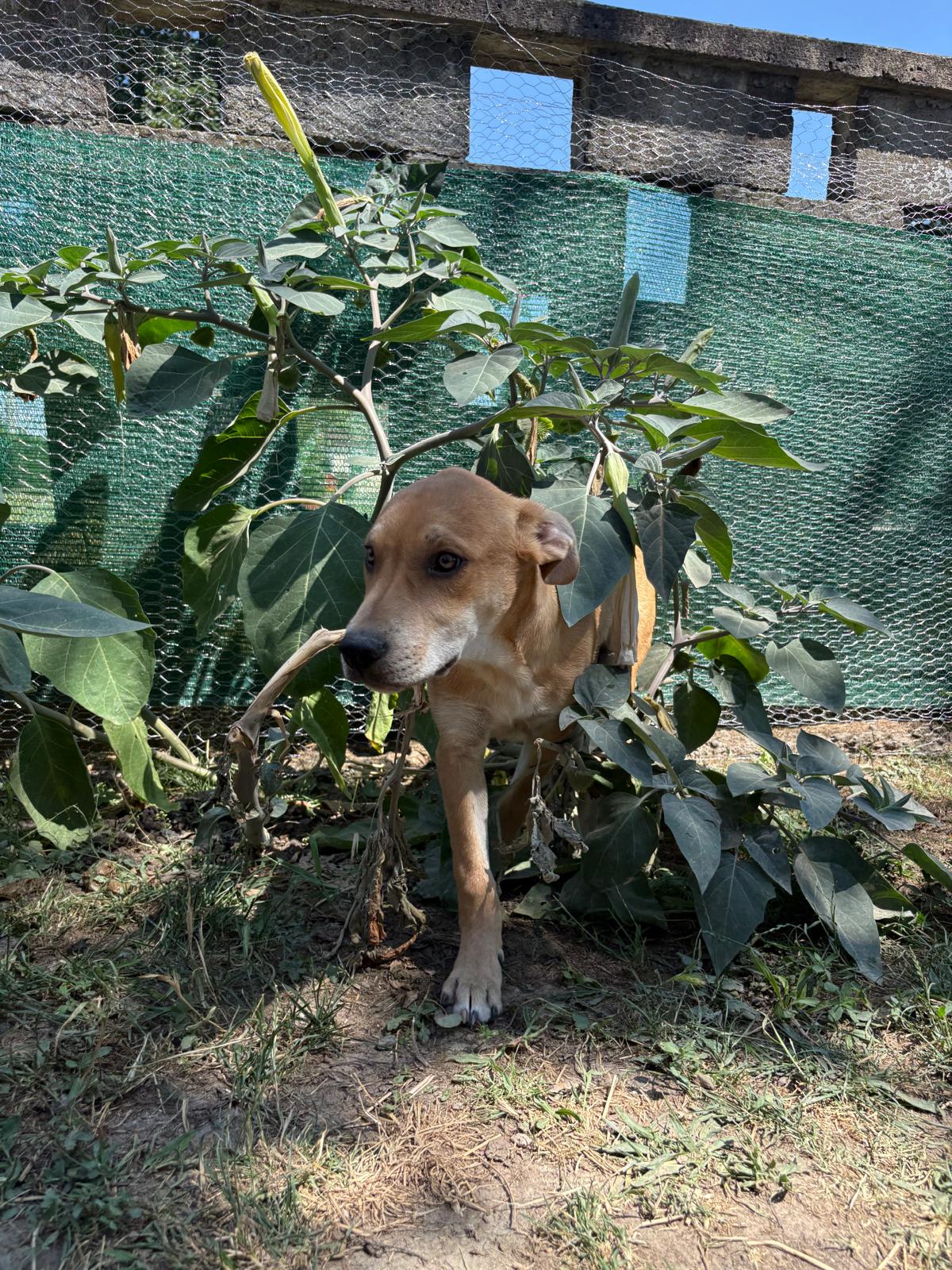 Colanko