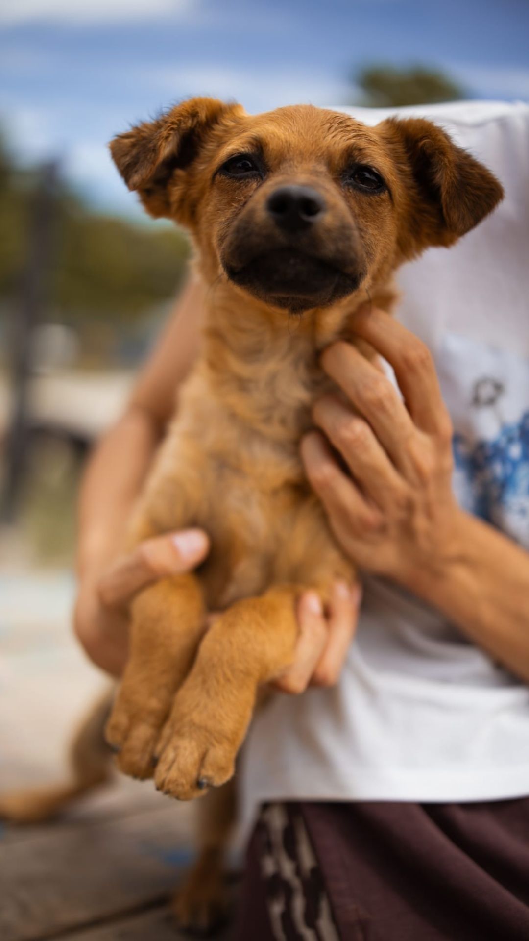 Marina – Hund, weiblich, 5 Monate, Nordic Strays e.V. – zur Adoption