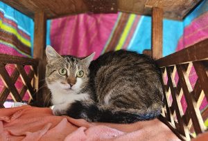 Pia – Europäisch Kurzhaar, weiblich, 97525 Schwebheim – zur Adoption