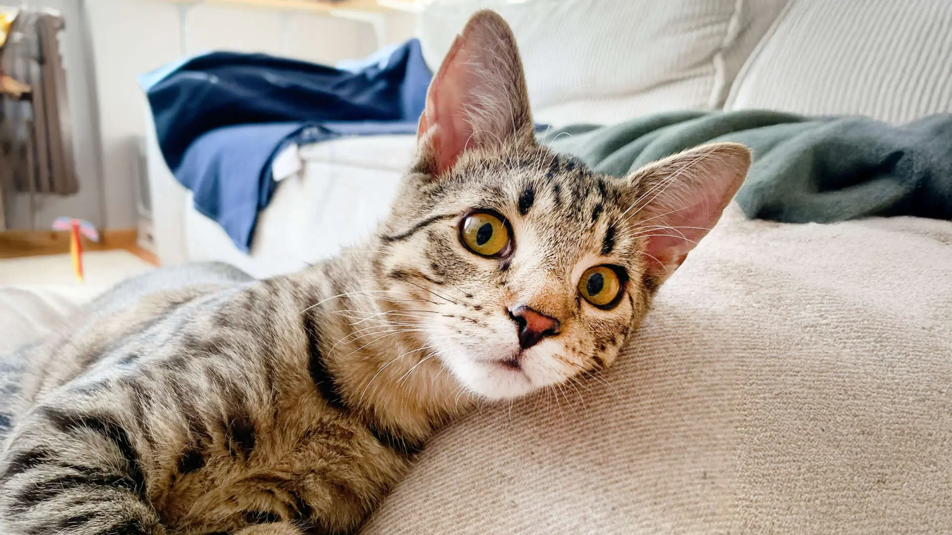 Zephyr