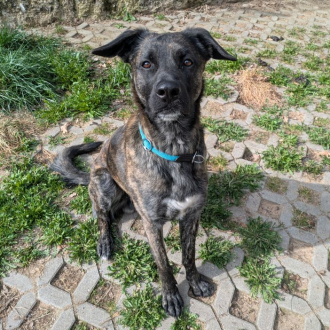 Samu