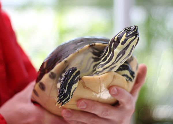 Exotische Wasserschildkröten