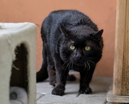 Zorro – Katze, männlich, 5 Jahre, 39576 Stendal – zur Adoption