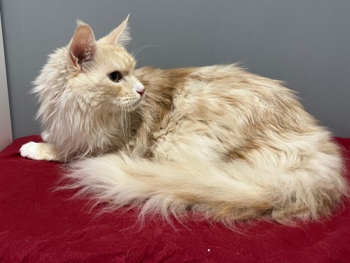 Paule Und Minka – Katze, männlich, 9 Jahre, 32758 Detmold – zur Adoption