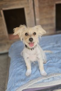 Sandra – Malteser, weiblich, 97525 Schwebheim – zur Adoption