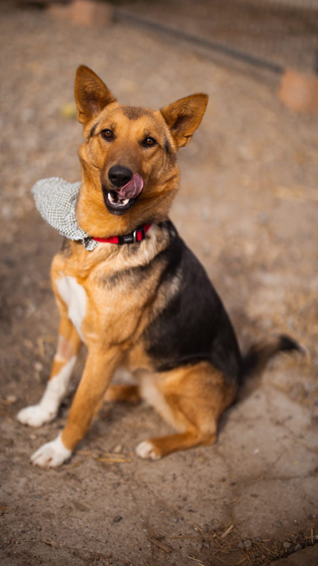 Zima – Dt. Schäferhund-Mischling, weiblich, 2 Jahre, 5 Monate, Nordic Strays e.V. – zur Adoption