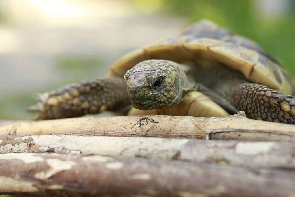 Landschildkröten