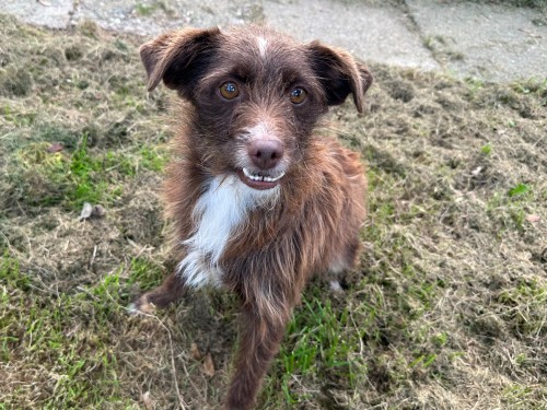 Milania – Hund, männlich, 32758 Detmold – zur Adoption
