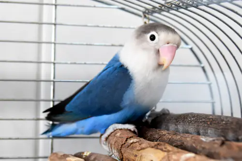 Blaubert