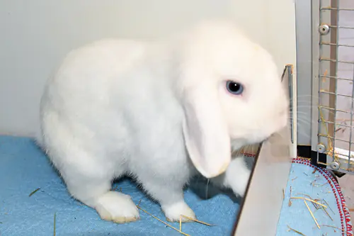 Miro – Widdermix-Zwergkaninchen, männlich, 9 Monate, 90537 Feucht – zur Adoption