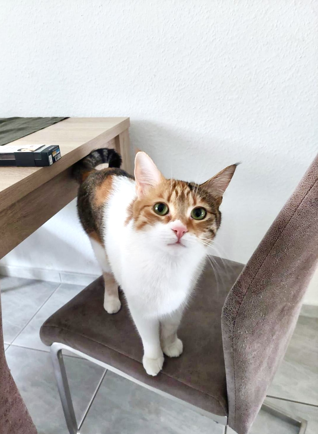 Stormy – Katze, männlich, Nordic Strays e.V. – zur Adoption