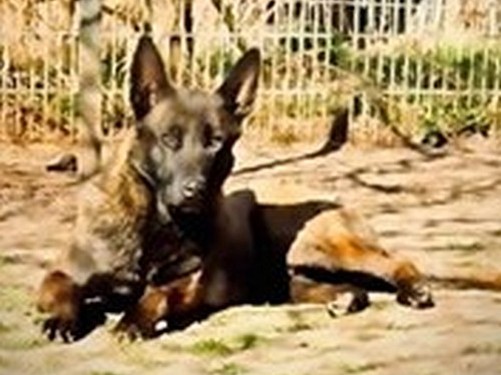 Mali – Malinois x Herder, männlich, 32758 Detmold – zur Adoption