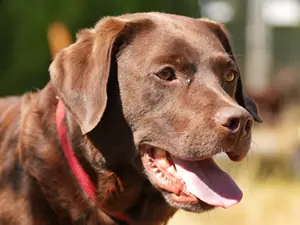 Molly