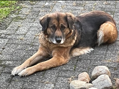 Lotta – Hund, männlich, 8 Jahre, 32758 Detmold – zur Adoption