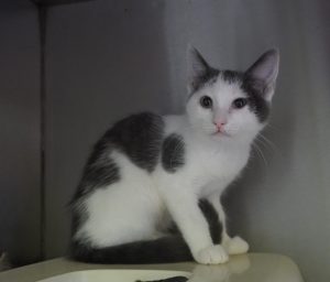Coco – Europäisch Kurzhaar, weiblich, 97525 Schwebheim – zur Adoption