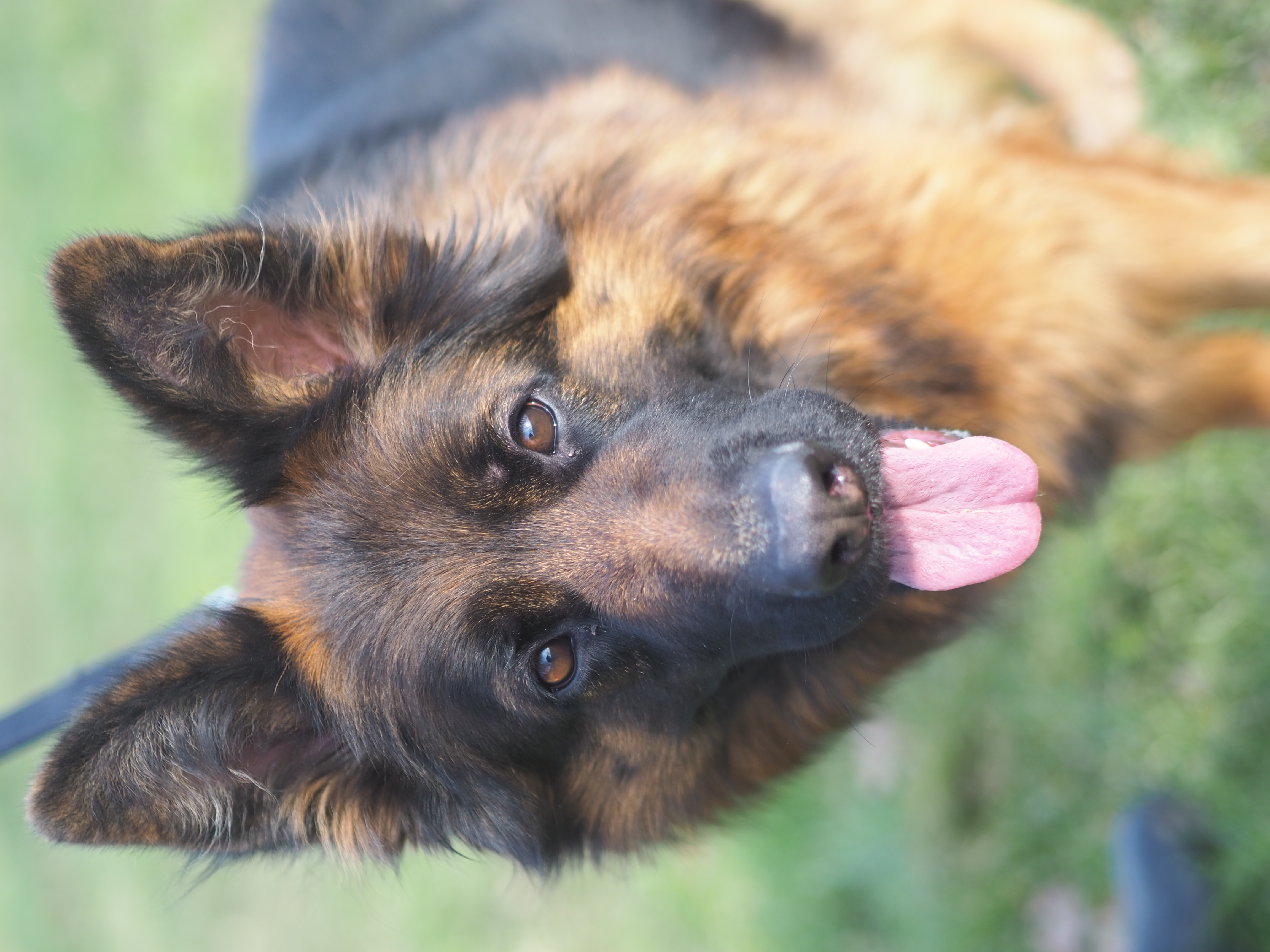 Julia – Deutscher Schäferhund, weiblich, 1 Jahr, 5 Monate, 50969 Köln-Zollstock – zur Adoption