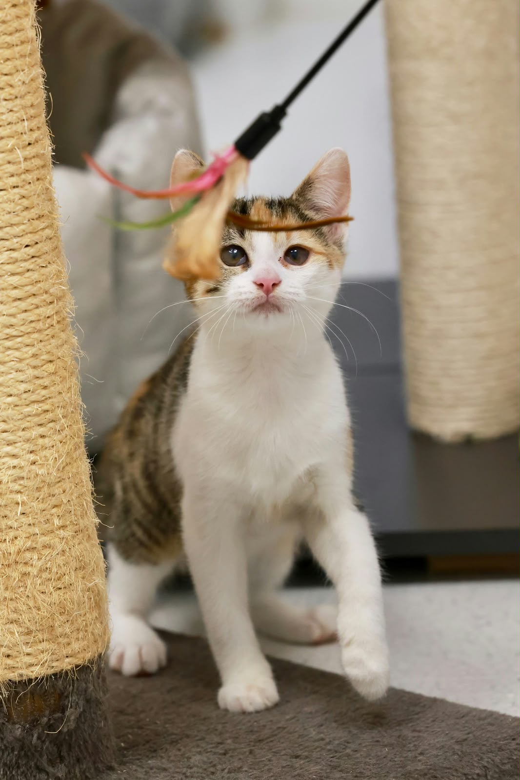 Ulla – EKH, weiblich, 97816 Lohr – zur Adoption