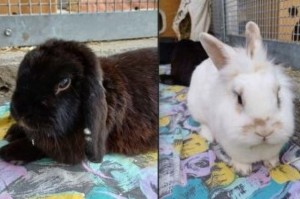 Yuki und Cookie