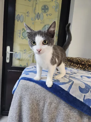 Zarya – EKH, männlich, 26389 Wilhelmshaven – zur Adoption