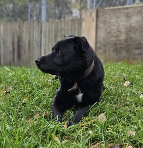 Rocky
