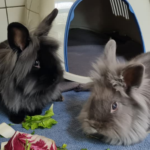 Chanel Prada Chloe – Löwenkopfkaninchen, weiblich, 1 Monate, 28357 Bremen – zur Adoption