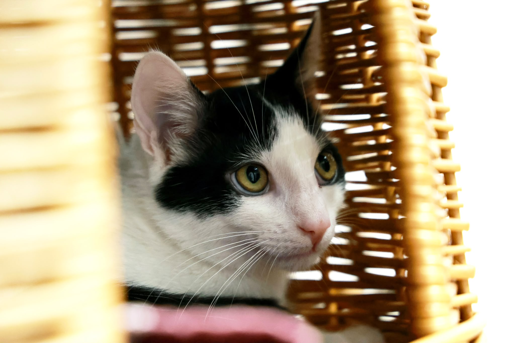 Andreas – EKH, männlich, 97816 Lohr – zur Adoption