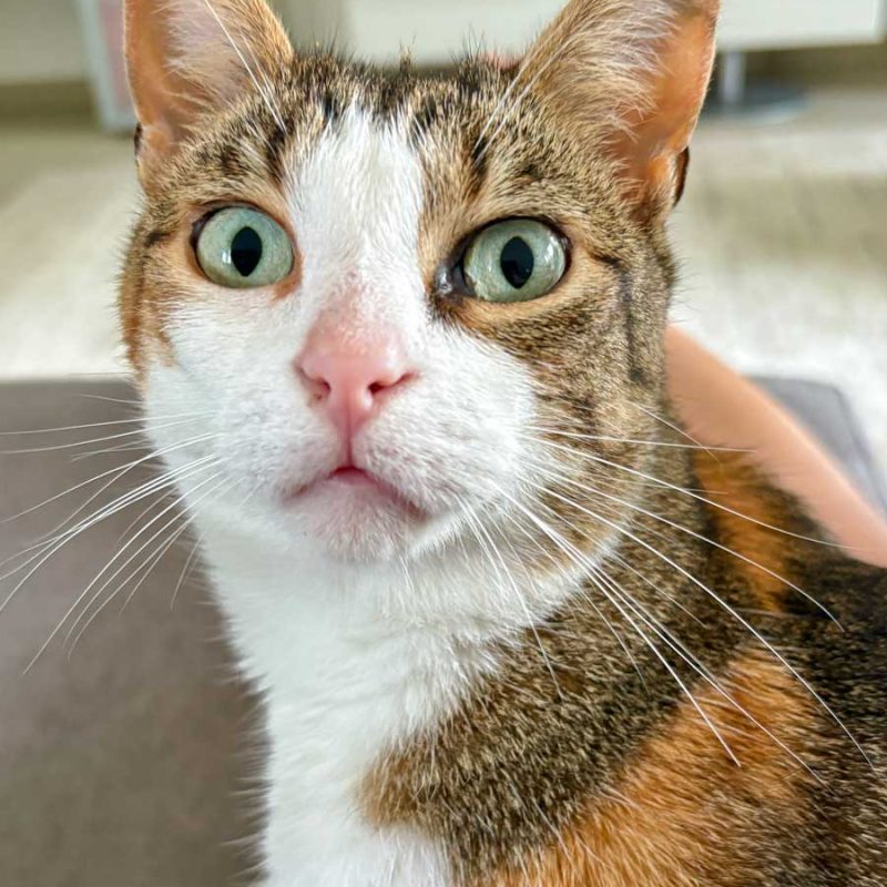 Coco
