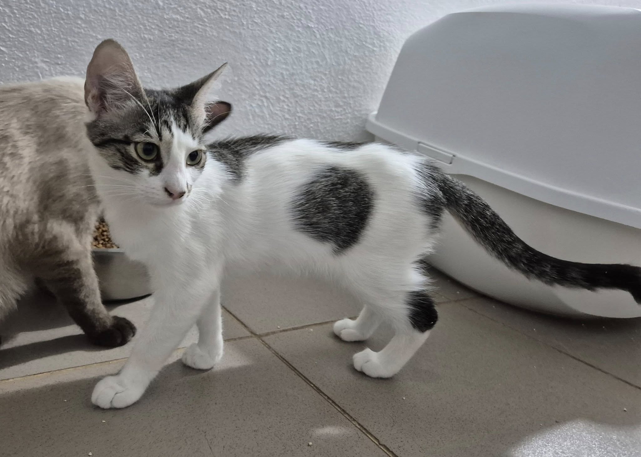 Kätzin222832 - Patenlos – EKH, männlich, 50823 Köln – zur Adoption