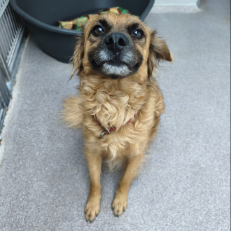 Gauner – Hund, männlich, 6 Jahre, 97074 Würzburg – zur Adoption