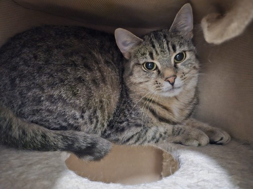 Babsi – Katze, männlich, 32758 Detmold – zur Adoption