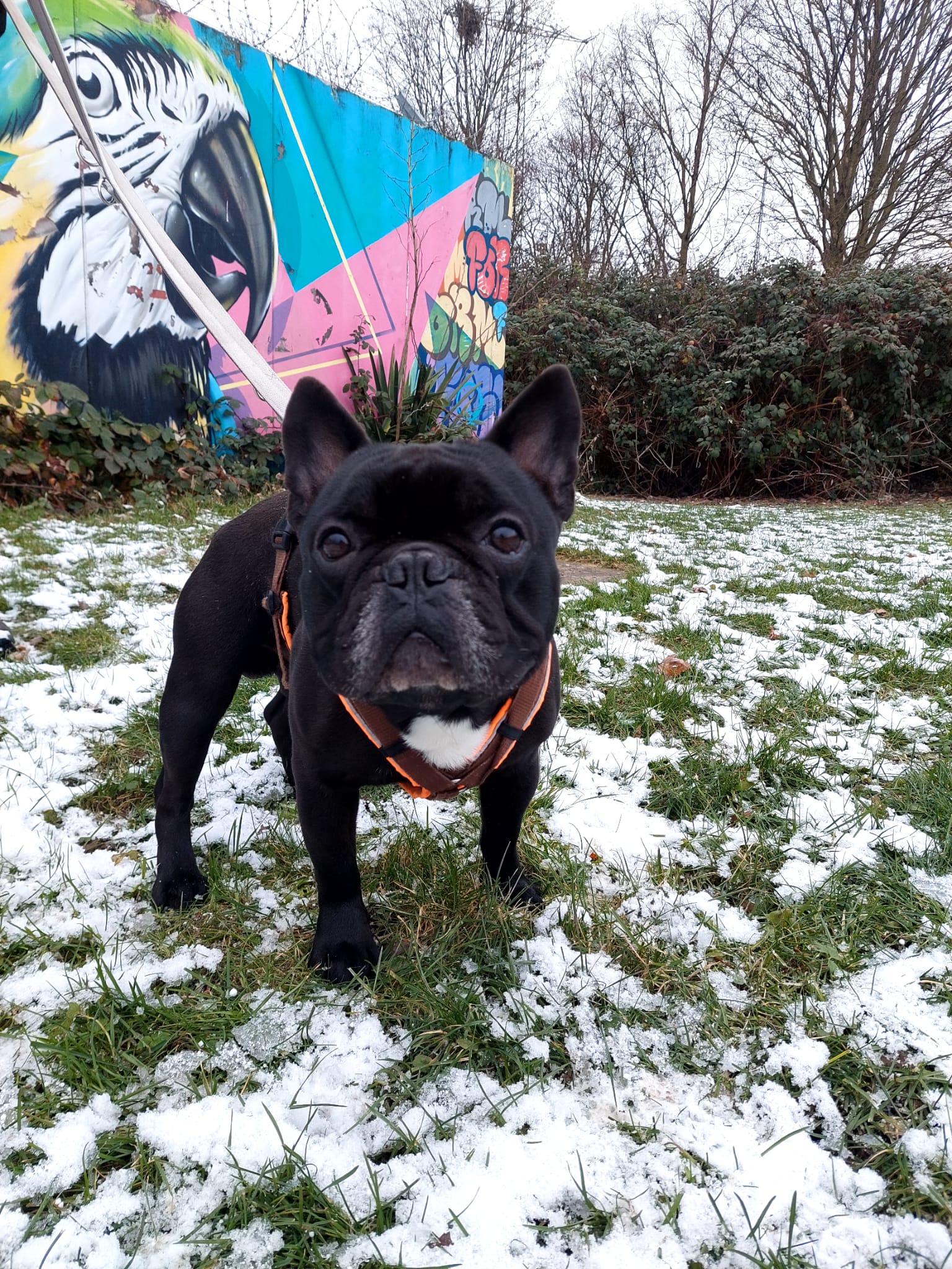 Filja – Franz. Bulldogge, männlich, 3 Jahre, 8 Monate, 50969 Köln-Zollstock – zur Adoption