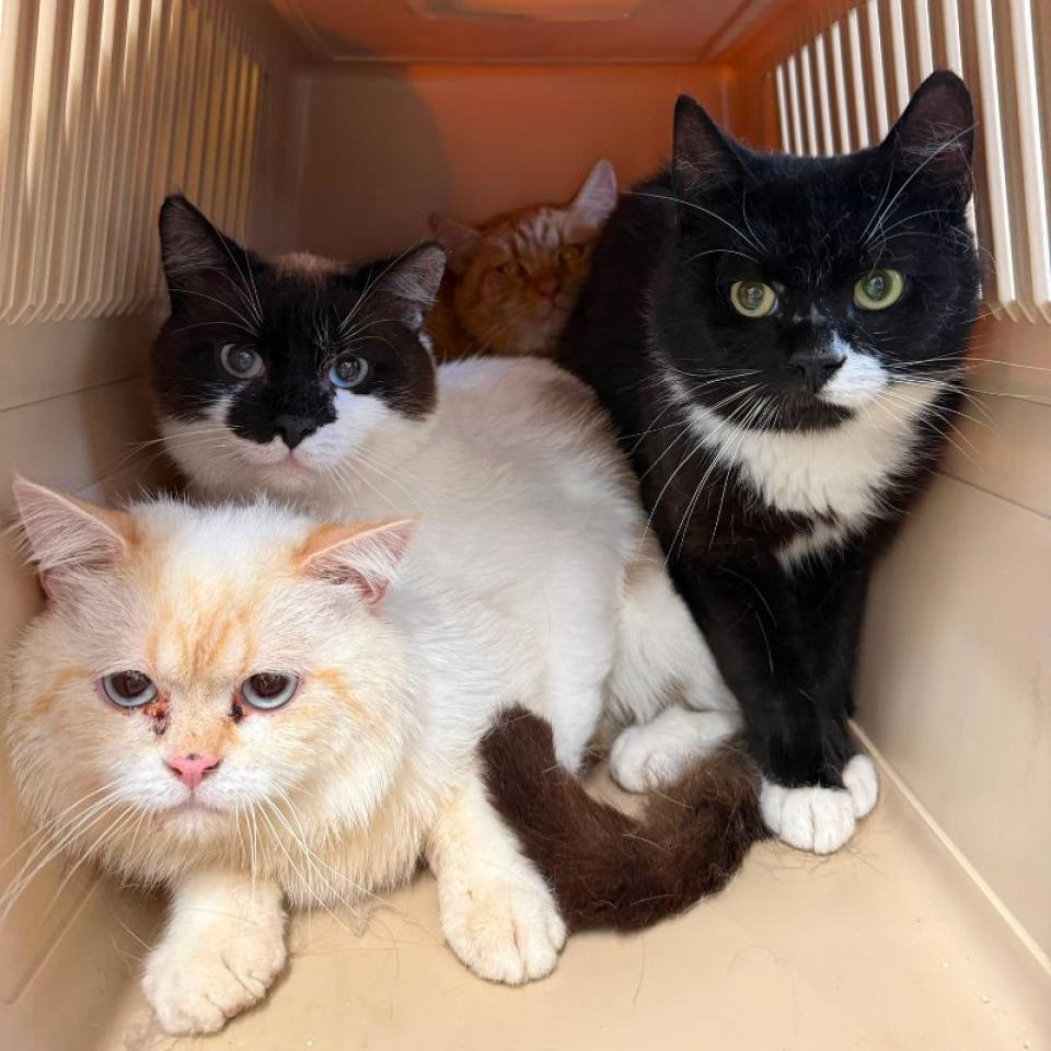 Gustavo, Alejandro, Co. – Europäisch Kurzhaar, Mix-Langhaar, Mix-Siam, etc., männlich, 45141 Essen – zur Adoption