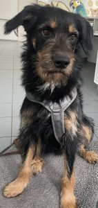 Leo
