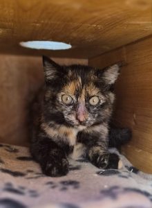 Urmina – Europäisch Kurzhaar, weiblich, 97525 Schwebheim – zur Adoption