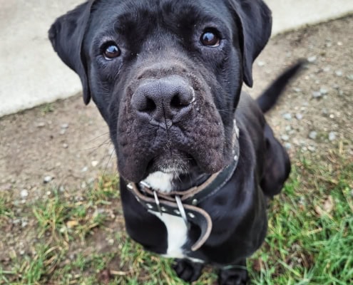 Vito