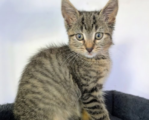 Claudette – Katze, weiblich, 39576 Stendal – zur Adoption