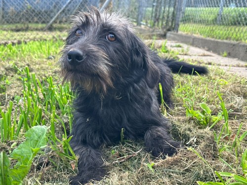 Pedro – Hund, männlich, 32758 Detmold – zur Adoption