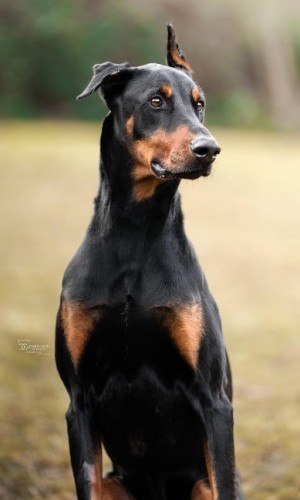 Zorba