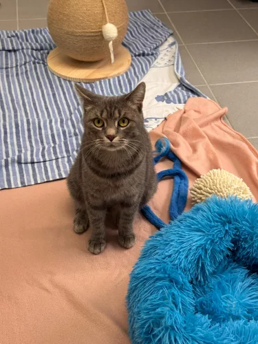 Kimi – EKH, weiblich, 26389 Wilhelmshaven – zur Adoption