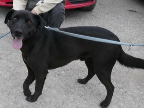 Melcherson – Hund, männlich, 32758 Detmold – zur Adoption