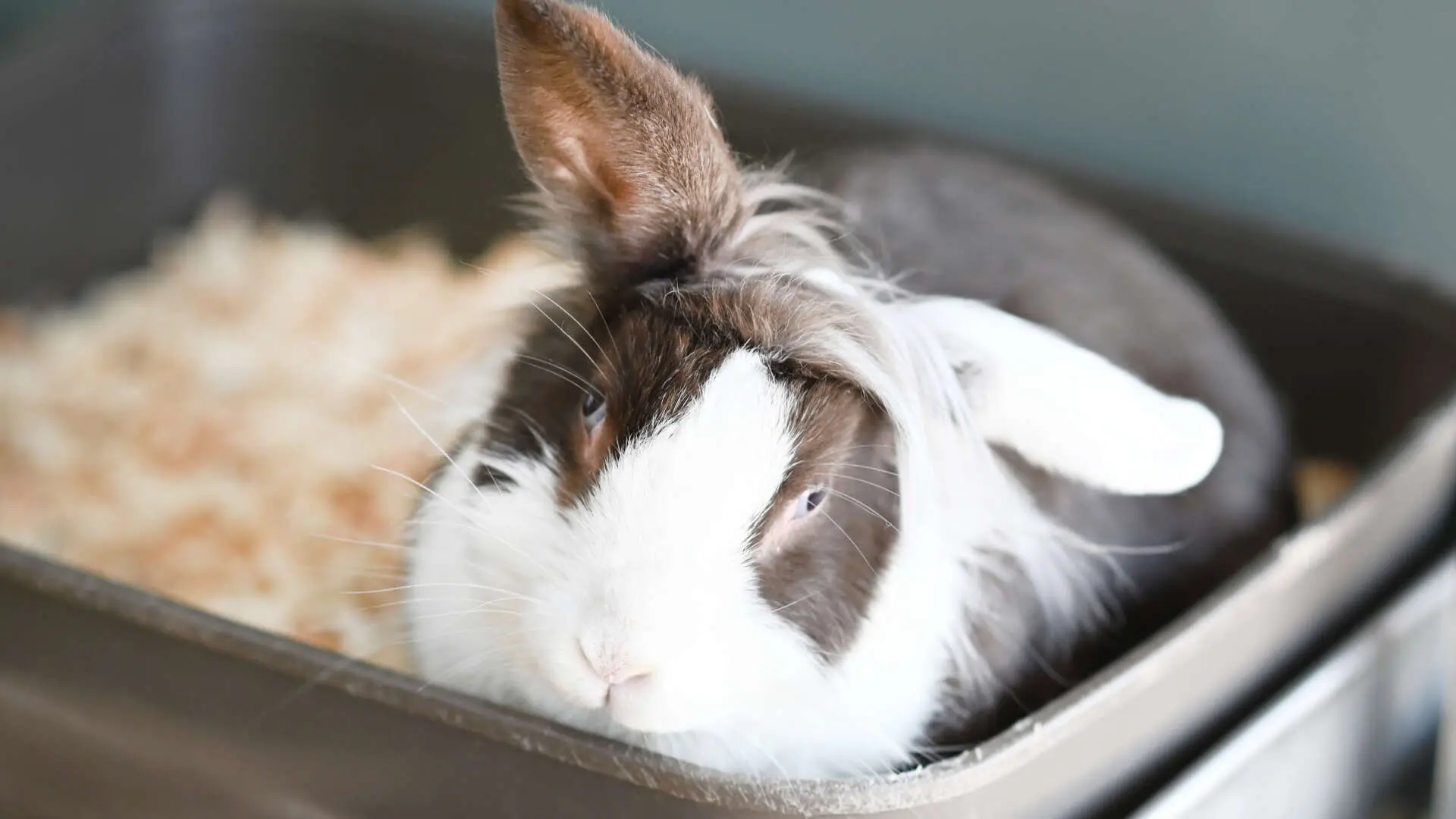 Pixie – Löwenkopfkaninchen, weiblich, 13057 Berlin – zur Adoption