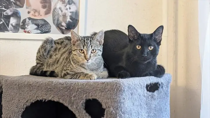 Jette – EKH, weiblich, 13057 Berlin – zur Adoption