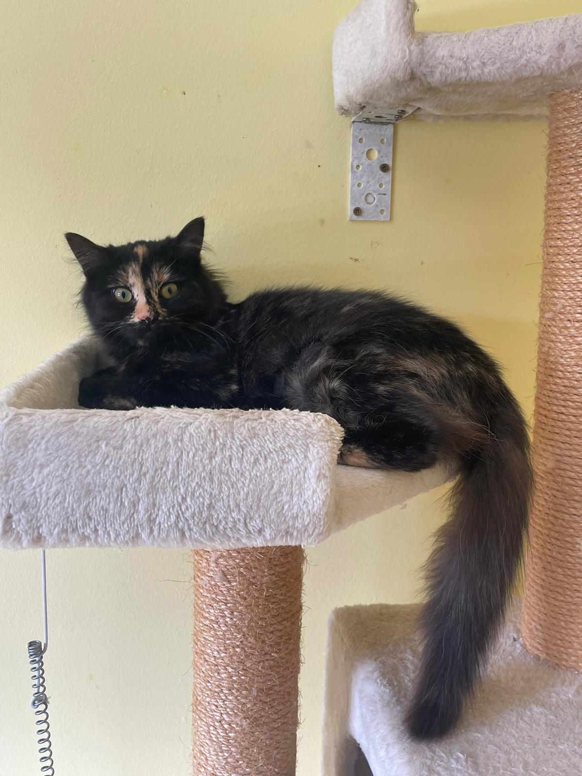 Katrin – Katze, weiblich, 6 Monate, Hemmingen – zur Adoption