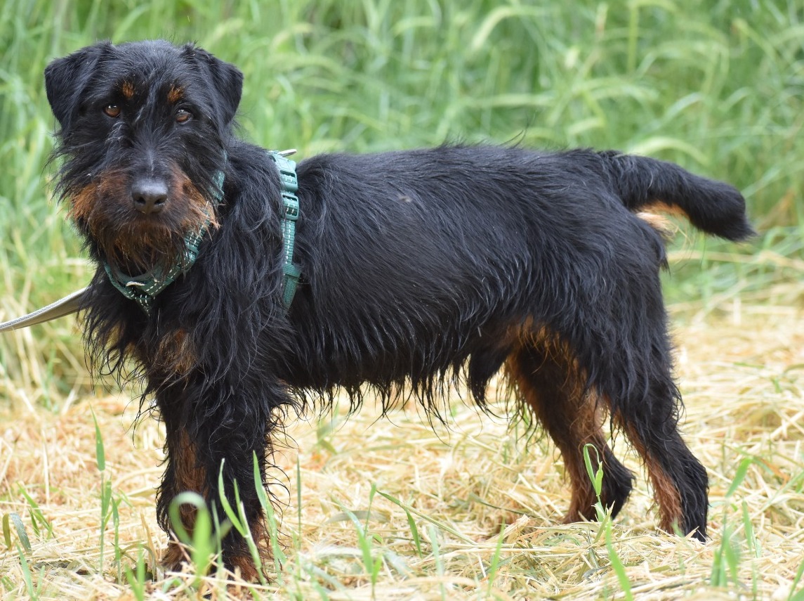 Ares