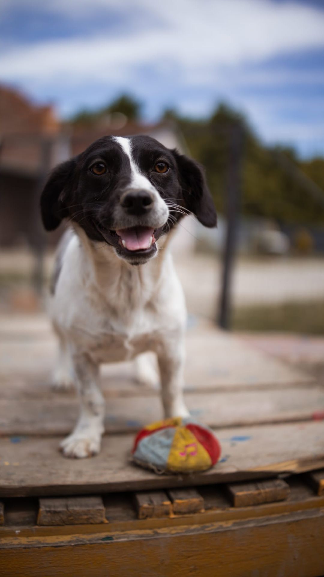 Jupi – Hund, weiblich, 8 Monate, Nordic Strays e.V. – zur Adoption