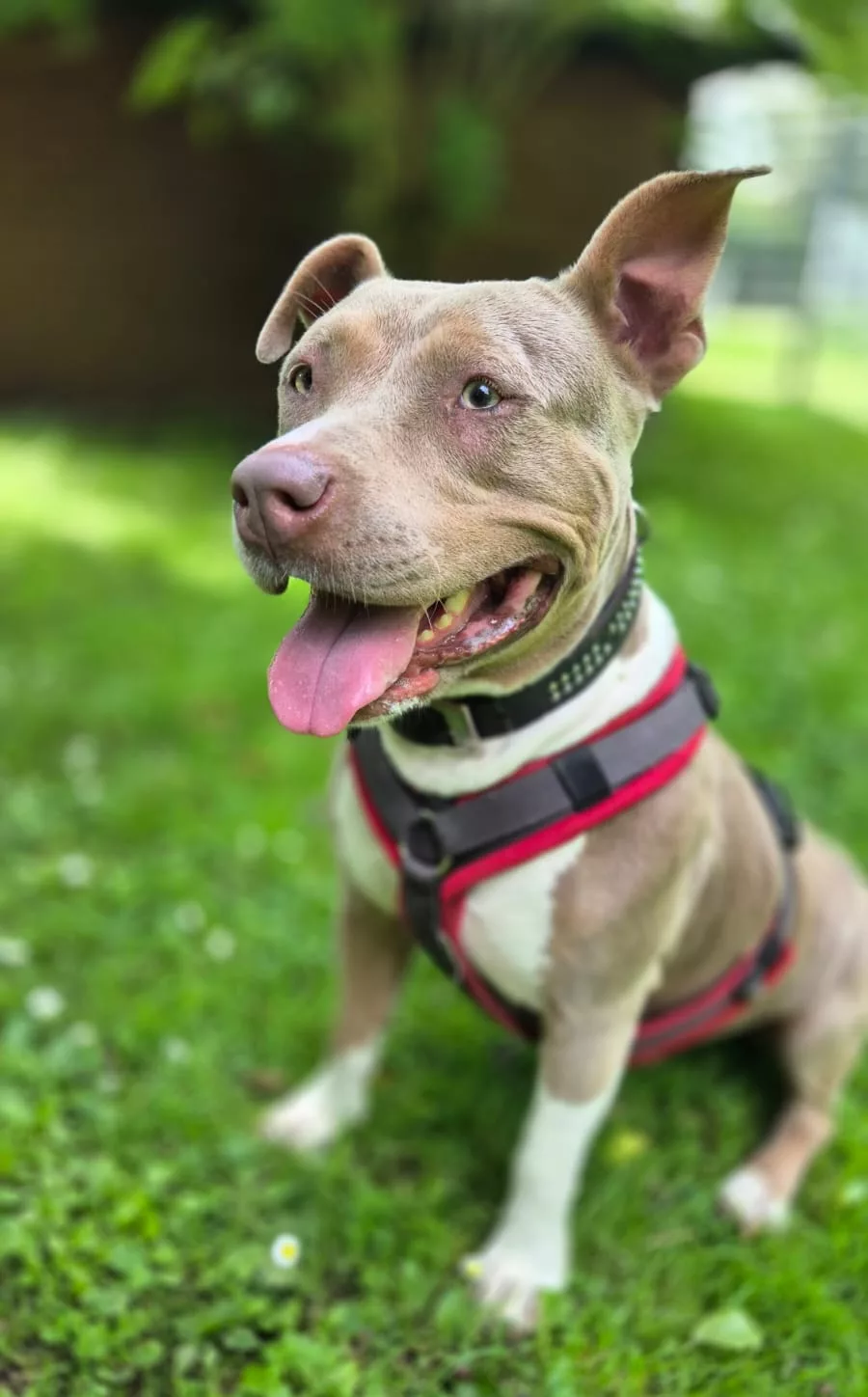 Harley